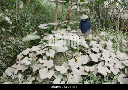 Les cendres volcaniques couvre des centaines de villages et de terres agricoles après l'éruption du volcan Merapi, à Java, en Indonésie. Banque D'Images