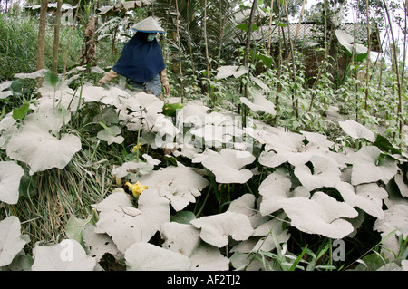 Les cendres volcaniques couvre des centaines de villages et de terres agricoles après l'éruption du volcan Merapi, à Java, en Indonésie. Banque D'Images