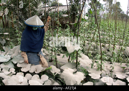 Les cendres volcaniques couvre des centaines de villages et de terres agricoles après l'éruption du volcan Merapi, à Java, en Indonésie. Banque D'Images