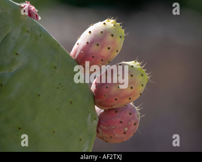 Figuiers de Barbarie (opuntia ficus-indica) Banque D'Images