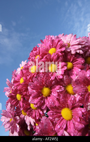 Chrysanthème ROSE AVEC CENTRE JAUNE CONTRE CIEL BLEU BDB11027 VERTICALE Banque D'Images