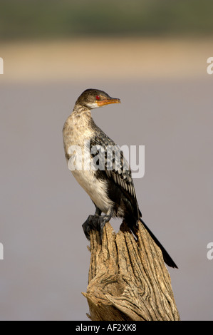 Reed ou Long cormoran africain Phalacrocorax africanus juvenile Lac Baringo au Kenya Banque D'Images