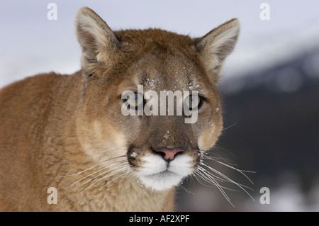 Puma ou Lion de montagne Felis concolor close up of face Montana USA Banque D'Images