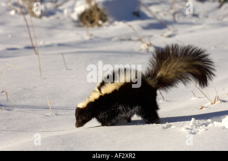 La Mouffette rayée Mephitis mephitis walking in snow Montana USA Banque D'Images