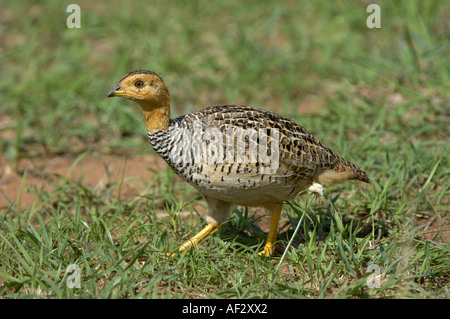 Francolin Coqui Peliperdix coqui homme Masaii Mara Kenya Banque D'Images