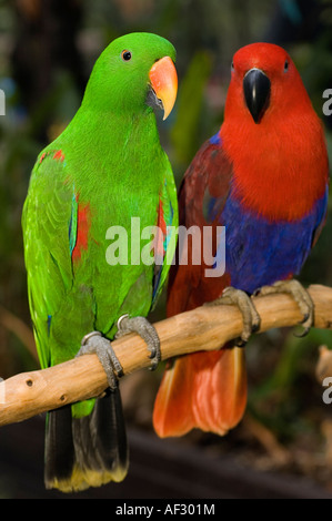 Eclectus roratus Eclectus Perroquet, femelle, mâle est rouge et vert, c'est Singapour Jurong Bird Park. Banque D'Images