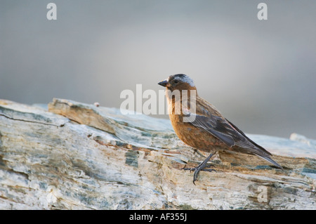 À couronne grise Leucosticte tephrocotis Rosy Finch perché masculin Logan Pass Le Glacier National Park du Montana USA Juillet 2007 Banque D'Images