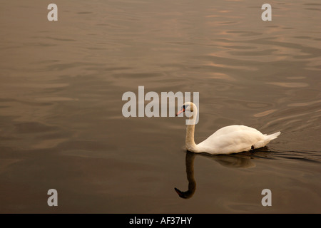 Cygne muet (Cynus olor), Ecosse, Royaume-Uni Banque D'Images