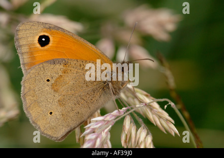 Meadow Brown Butterfly sur le blé Banque D'Images