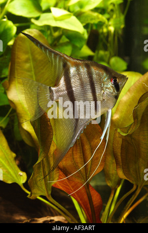 Requins d'eau douce poissons-anges, poissons anges, poissons ange noir, scalare (Pterophyllum scalare), homme en face d'Echinodorus Banque D'Images