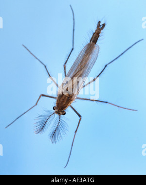 Cécidomyie du fantôme (Chaoborus spec.), en face de fond bleu, Allemagne, Bavière, Isental Banque D'Images