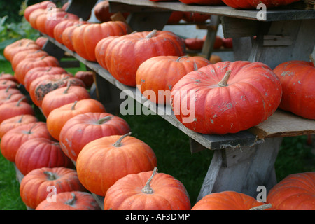 Moelle osseuse, domaine de la citrouille (Cucurbita pepo), les fruits récoltés Banque D'Images