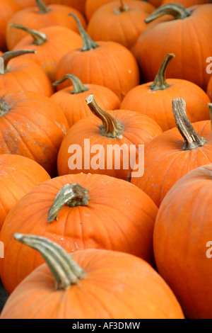 Moelle osseuse, domaine de la citrouille (Cucurbita pepo), les fruits récoltés Banque D'Images