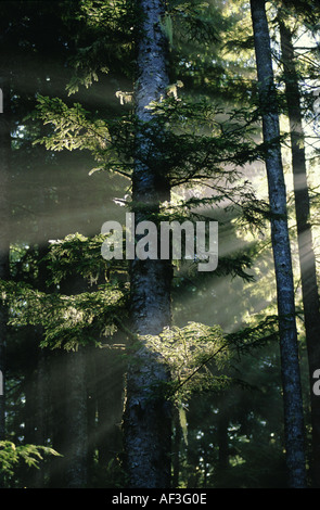 Rayons de soleil filtrent à travers les arbres dans une forêt Banque D'Images
