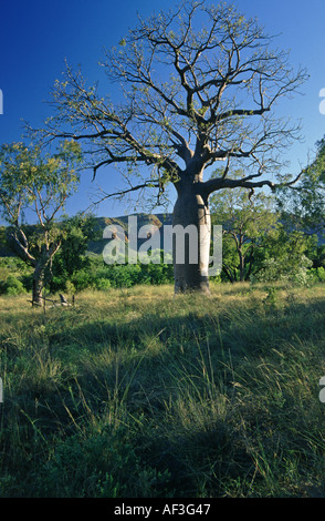 Boab Tree in South Australia Banque D'Images