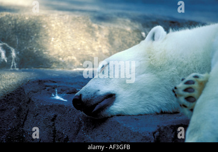 Un ours polaire repose sa tête sur un rocher dans l'Anchorage Alaska zoo. © Craig M. Eisenberg Banque D'Images