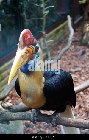 Calao de Sulawesi. Calao un cimier. Sulawesi-Hornvogel. Aceros cassidix Banque D'Images