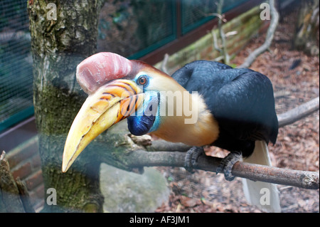 Calao de Sulawesi. Calao un cimier. Sulawesi-Hornvogel. Aceros cassidix Banque D'Images