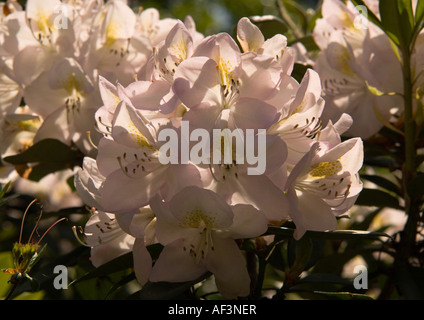 Rhododendron blanc teinté de rose et à l'arrière-allumé Banque D'Images