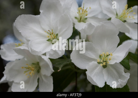 Rosaceae. Malus-Hupehensis. Hybride Banque D'Images