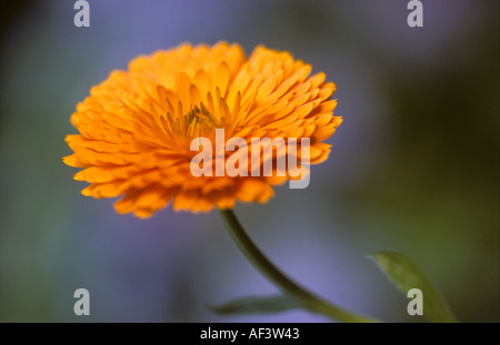 Calendula officinalis 'Orange King' NOM COMMUN Souci officinal Banque D'Images