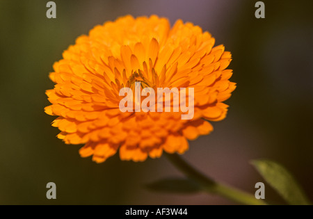 Calendula officinalis 'Orange King' NOM COMMUN Souci officinal Banque D'Images