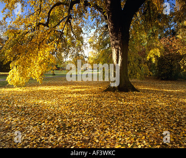 Go - GLOUCESTERSHIRE : Automne à Cheltenham Pittville Park Banque D'Images