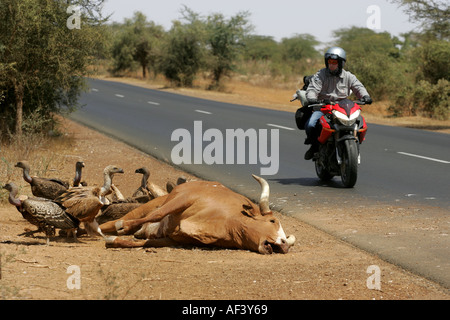 Dead Cow être mangés par les vautours au sénégal avec une moto moderne passant par Banque D'Images