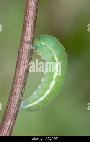 Caterpillar soufre sans nuages Banque D'Images