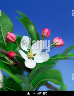 Apple Blossom, sauvage / (Malus silvestris) Banque D'Images