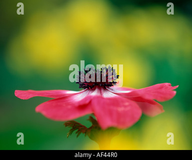 Windflower 'Mona Lisa' / anémone coronaria (hybride) Banque D'Images