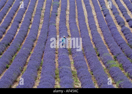 Farmer Andrew Elms sa récolte cinq acres de Lavender à Lordington près de Chichester dans le West Sussex Banque D'Images