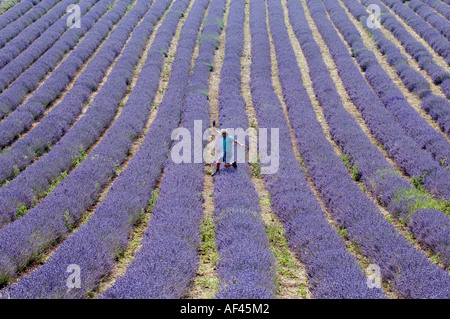 Farmer Andrew Elms sa récolte cinq acres de Lavender à Lordington près de Chichester dans le West Sussex Banque D'Images
