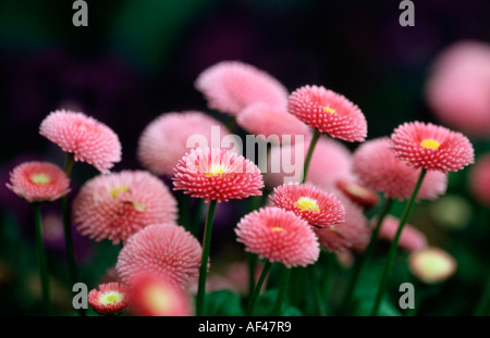 Les marguerites / (Bellis perennis) Banque D'Images