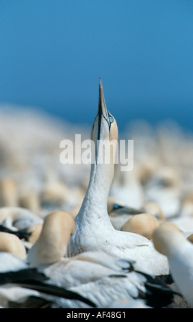 Cape de Bassan, Western Cape, Afrique du Sud / (Sula capensis, Morus capensis) Banque D'Images