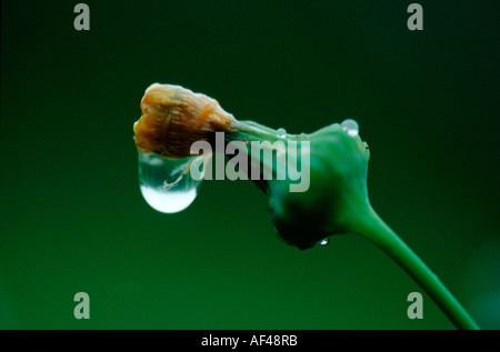 Goutte sur une surface lisse le laiteron (Sonchus oleraceus) / Banque D'Images