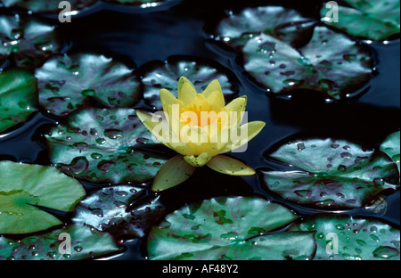 Nénuphar (Nymphaea / spec.) Banque D'Images