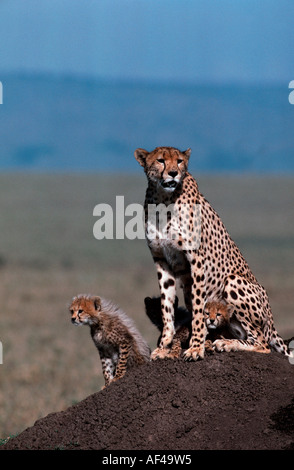 Le guépard, femelle avec oursons, Massai Mara, Kenya / (Acinonyx jubatus) Banque D'Images