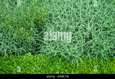 Fernlike gris-argenté et feuilles de lavande ou de coton flowerbuds Santolina chamaecyparissus avec bordure de fort ou Buxus Banque D'Images