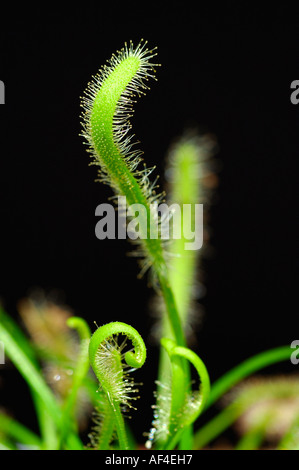 Cape sundew Drosera capensis Banque D'Images