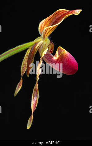 Lady's Slipper orchid Papheopedilum spec Banque D'Images