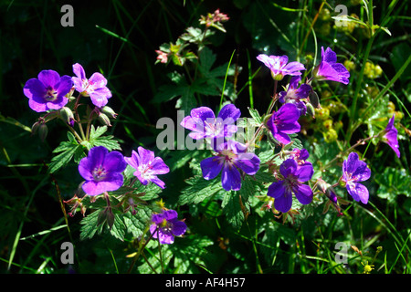 Géranium sanguin Geranium pratense dans Prairie soleil soleil en été Islande Europe Banque D'Images