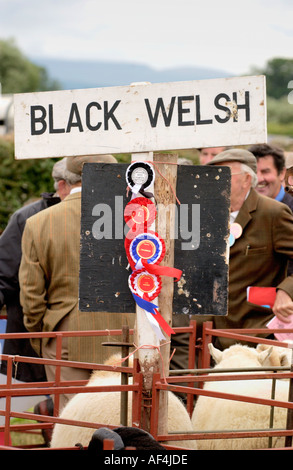 Rosettes de l'élevage à Brecknockshire spectacle annuel de la Société agricole dans sa 250e année, dans la ville de Brecon Powys Pays de Galles Banque D'Images