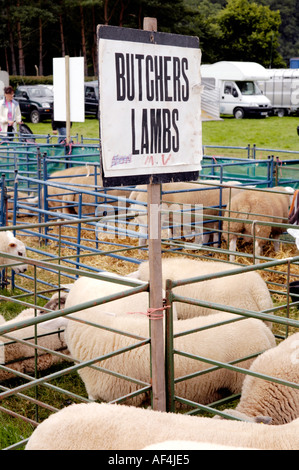 Des stylos de moutons à Brecknockshire spectacle annuel de la Société agricole dans sa 250e année, dans la ville de Brecon Powys Pays de Galles UK Banque D'Images