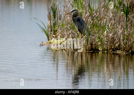 Les oiseaux de l'Amérique, le Grand Héron, Ardea herodius Banque D'Images