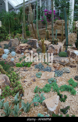 Cactus Plant, The Glasshouse, RHS Wisley Gardens, Woking, Surrey, Angleterre, Royaume-Uni Banque D'Images