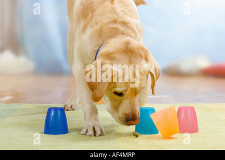 Labrador Retriever jouant un jeu de test d'intelligence, Banque D'Images