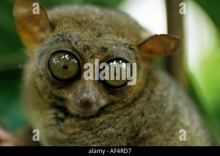 Close up d'un des primates les plus petits mondes Tarsius syrichta Tarsier ou dans une forêt tropicale sur l'île de Bohol aux Philippines Banque D'Images