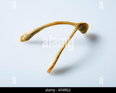 Wishbone Banque D'Images