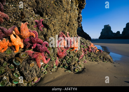 Les étoiles de mer, Anenomes et moules à Bandon Beach, Oregon Banque D'Images
